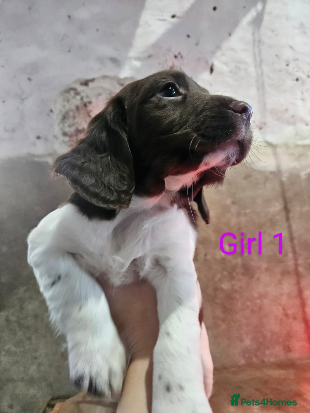 English Springer Spaniel dogs for sale: KC Registered Springer Spaniel Puppies  - Advert 14