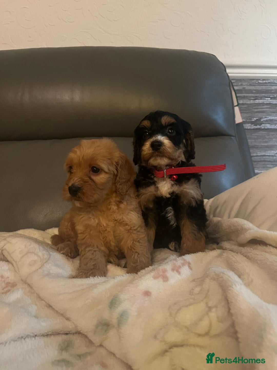 Cockapoo dogs for sale: 5 beautiful F1 cockerpoos  - Image 28
