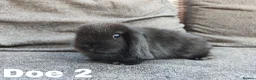 Mini Lop rabbits for sale: Stunning mini lops available for reserve  - Advert 3