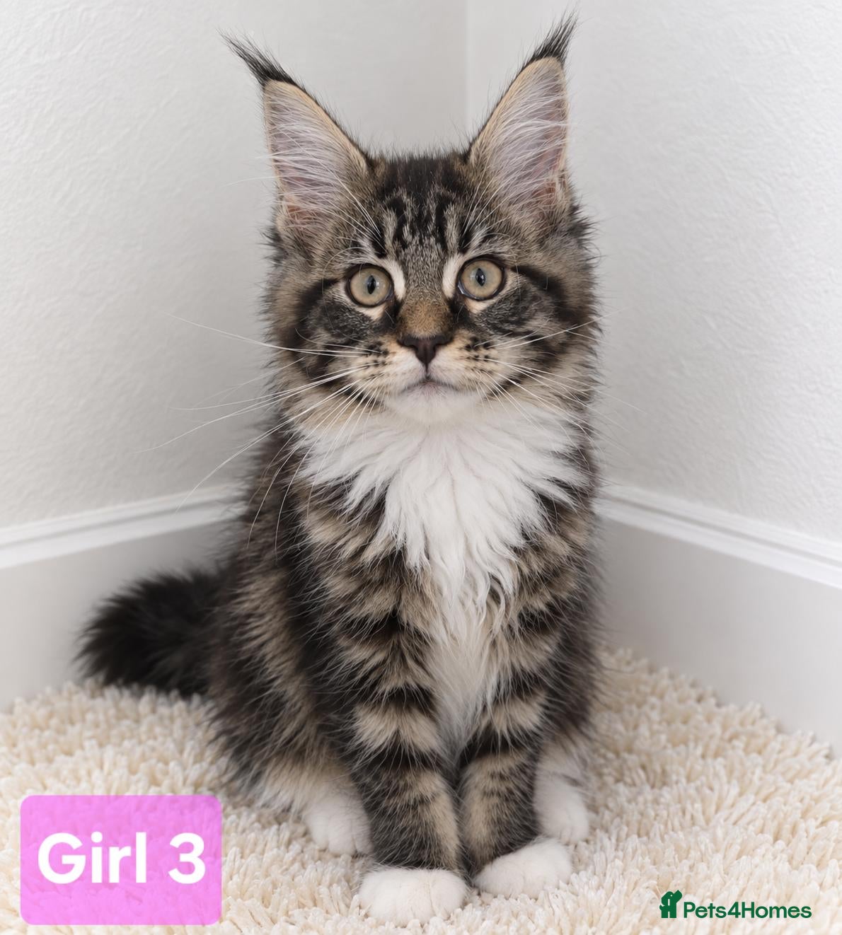 Maine Coon cats BEAUTIFUL MAINE COON KITTENS, POLY AND NON POLY  - Advert 1