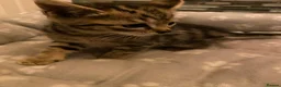 Mixed Breed cats for sale: Two beautiful kittens - Advert 12