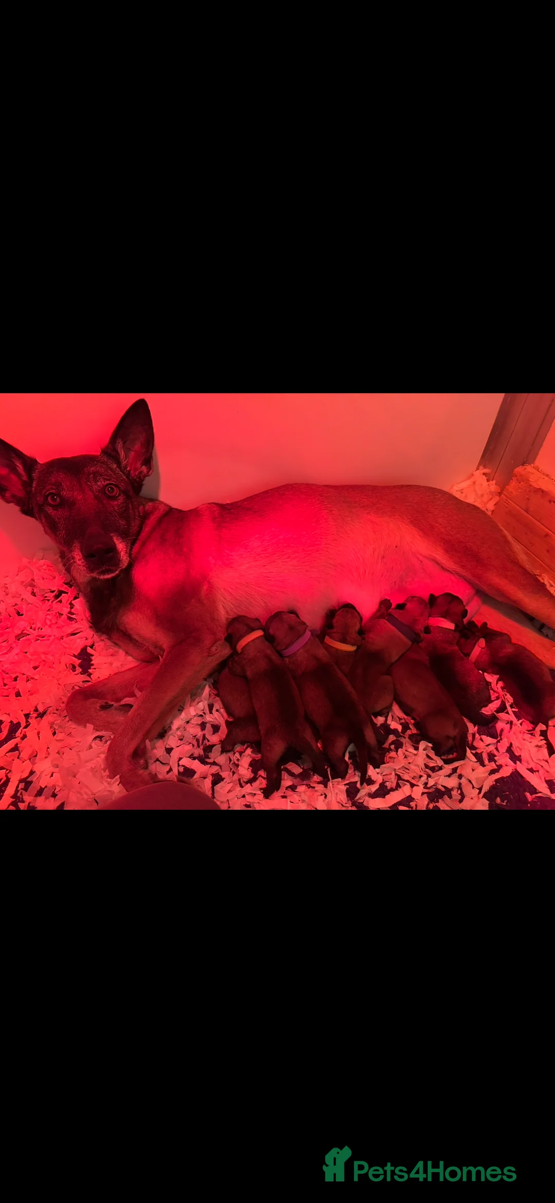 Belgian Shepherd Dog dogs for sale: 9 week old pure Belgian Malinois puppies for sale  - Advert 9