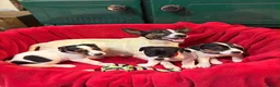 Jack Russell dogs for sale: Gorgeous Jack Russell puppies  in Carmarthen - Advert 6