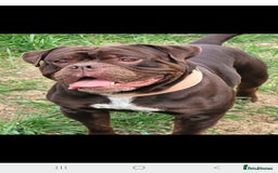 Mixed Breed dogs for sale: Beautiful Puppies–AmStaffy x Olde English Bulldog - Image 3