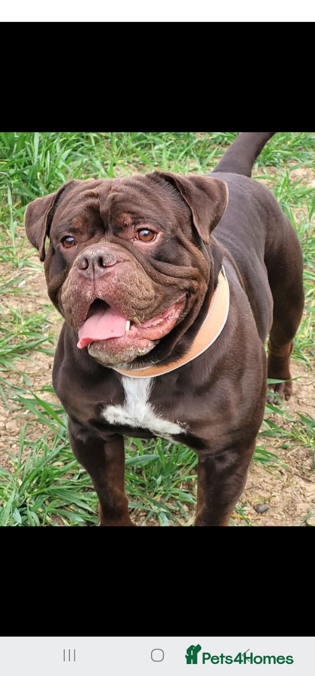 Mixed Breed dogs for sale: Beautiful Puppies–AmStaffy x Olde English Bulldog - Image 3