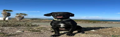 Mixed Breed 1
