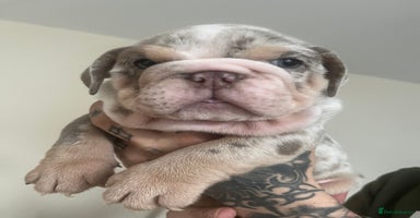 English Bulldog dogs - Advert 5