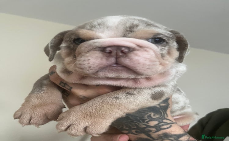 English Bulldog dogs - Advert 8