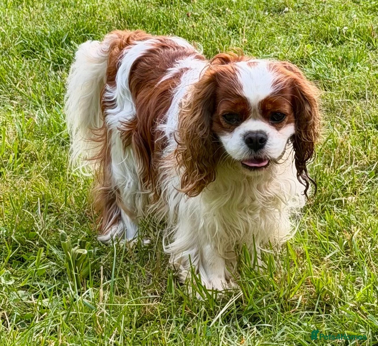 Cavalier King Charles Spaniel dogs 🐾 JUSTIN – Male Cavalier King Charles Spaniel 🐾 - Advert 1