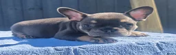 French Bulldog dogs for sale: Stunning litter of pups - Advert 9