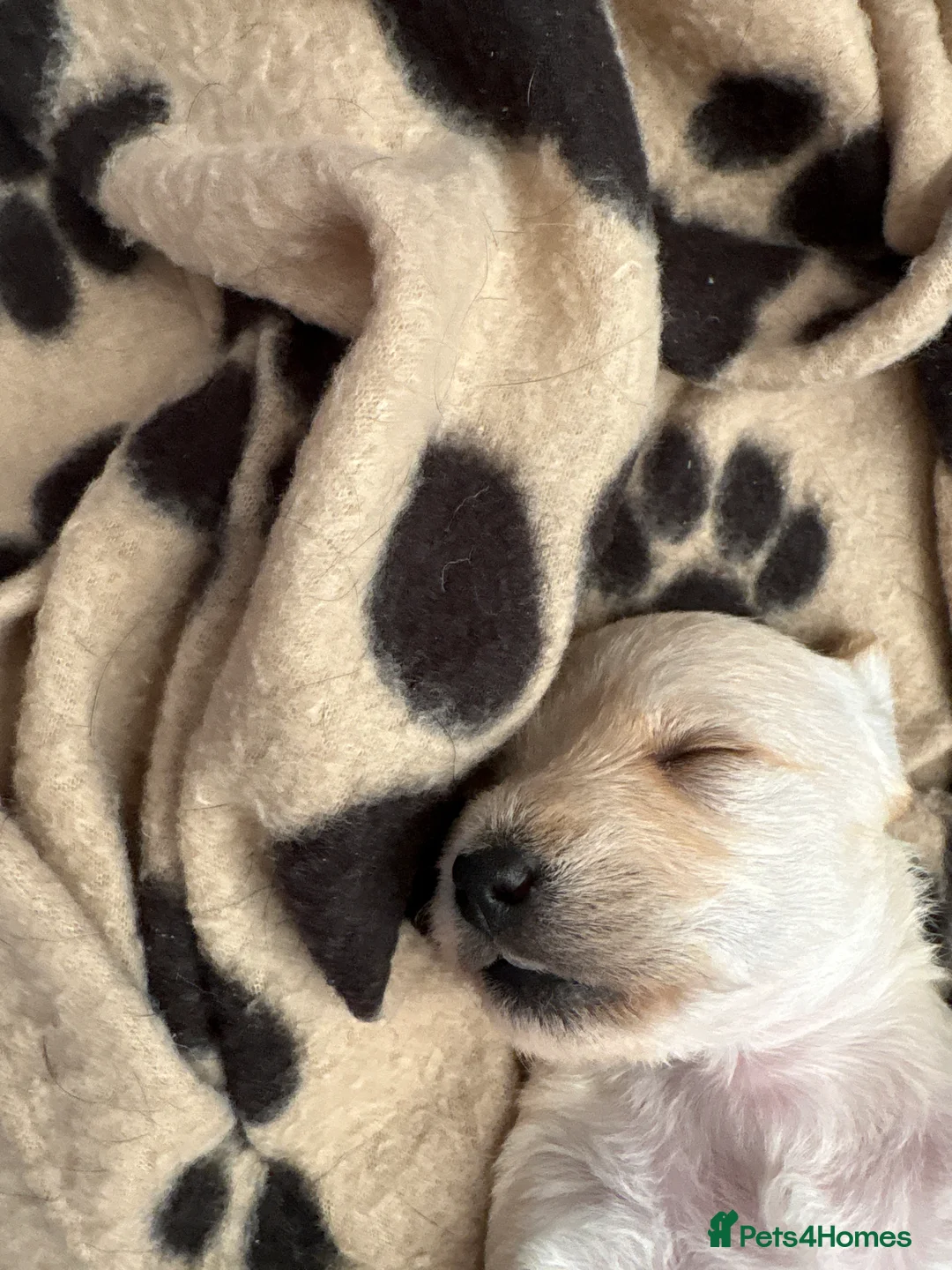 Doxiepoo dogs for sale: Doxiepoo puppies in Doncaster - Advert 2