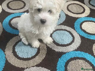 Maltese dogs Bichon Maltese - Advert 2