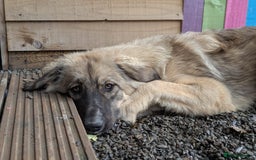 Mixed Breed dogs for adoption: Meet Iona – The Sweet, Shy Sister - Image 2
