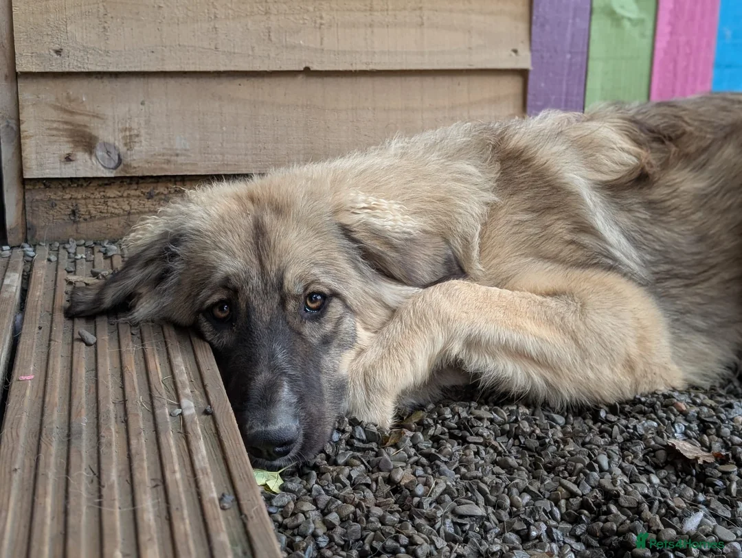 Mixed Breed dogs for adoption: Meet Iona – The Sweet, Shy Sister - Advert 2