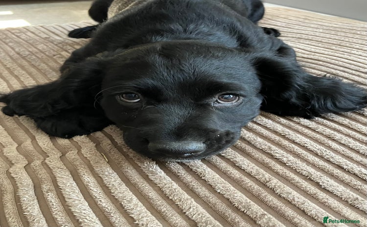 Cocker Spaniel dogs - Advert 1