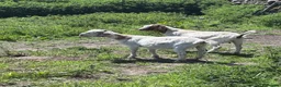 Goats livestock for sale: X2 Pygmy goats and x2 boer goats in Buxton - Advert 2