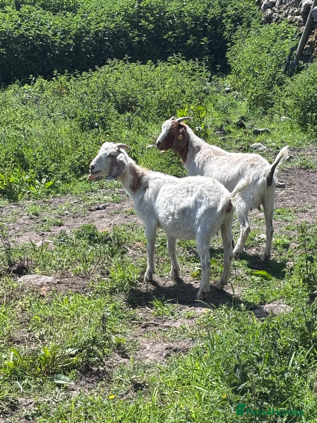 Goats livestock for sale: X2 Pygmy goats and x2 boer goats in Buxton - Advert 2