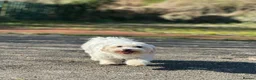 Bichon Frise dogs for sale: Bichon Maltese - Advert 7