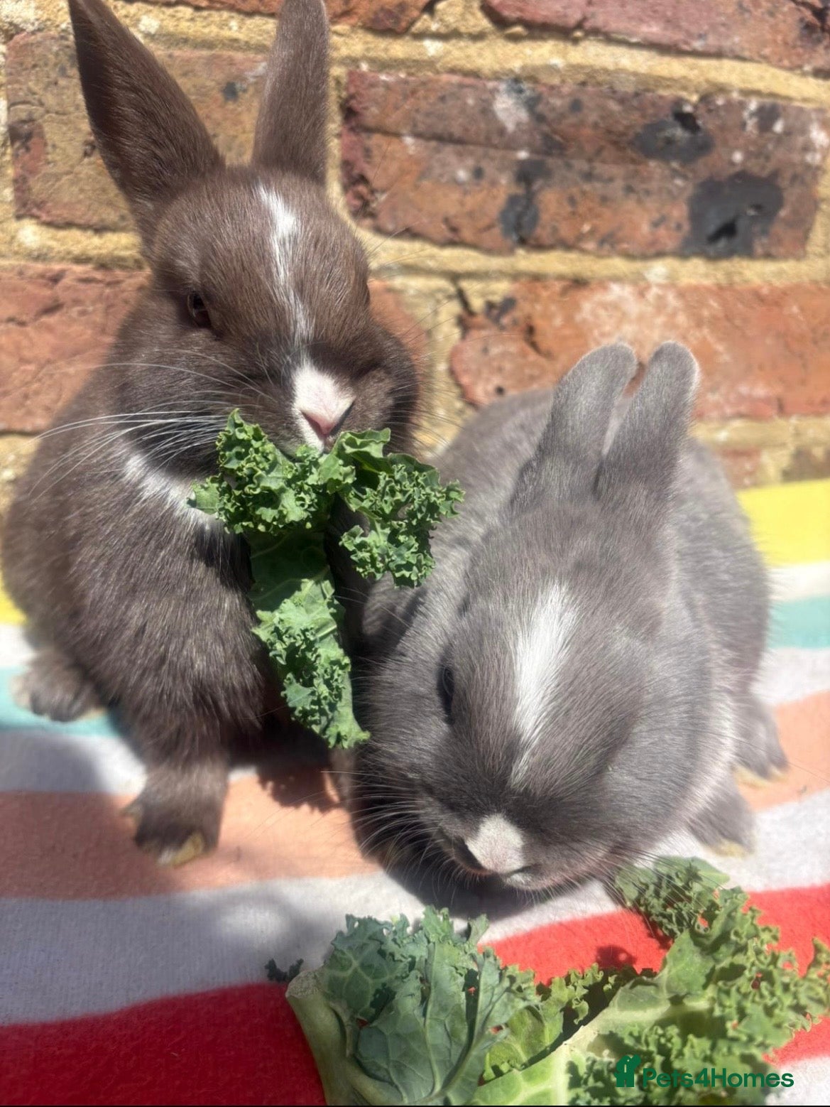 Netherland Dwarf rabbits for sale: Netherlands dwarf siblings in Swanley - Advert 2