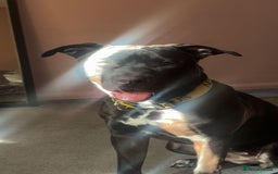 Mixed Breed dogs for sale: Storm - Image 4