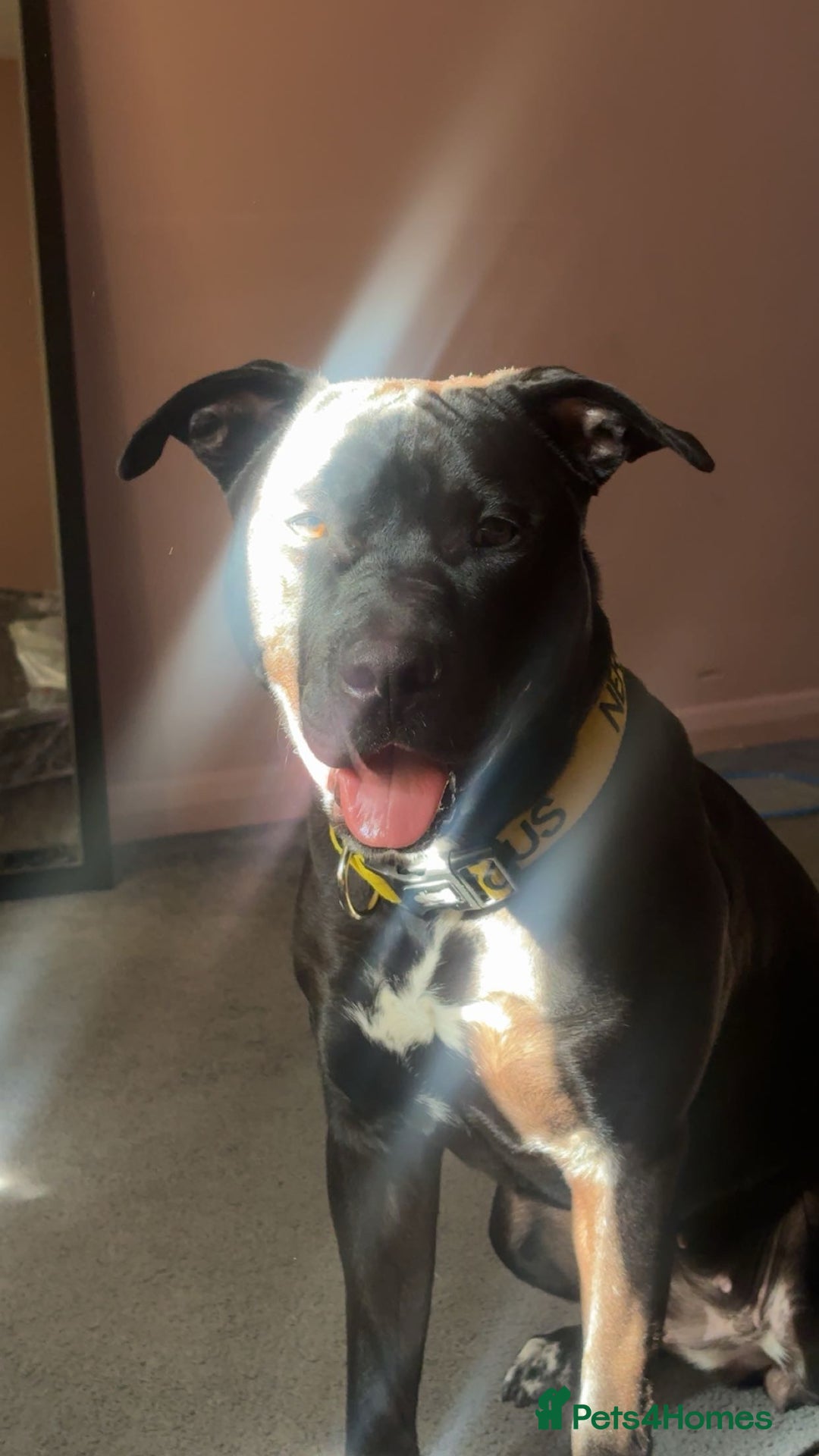 Mixed Breed dogs for sale: Storm - Image 4