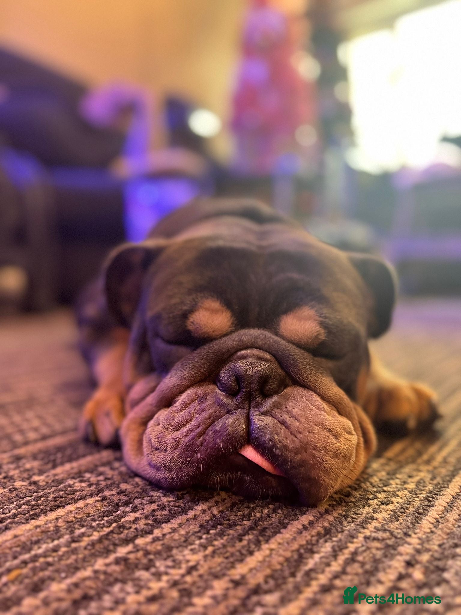 English Bulldog dogs Kojo 2 year old British bulldog  - Advert 2