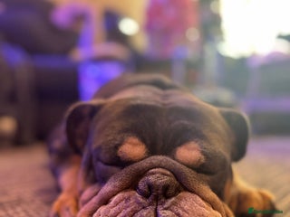 English Bulldog dogs Kojo 2 year old British bulldog - Advert 2