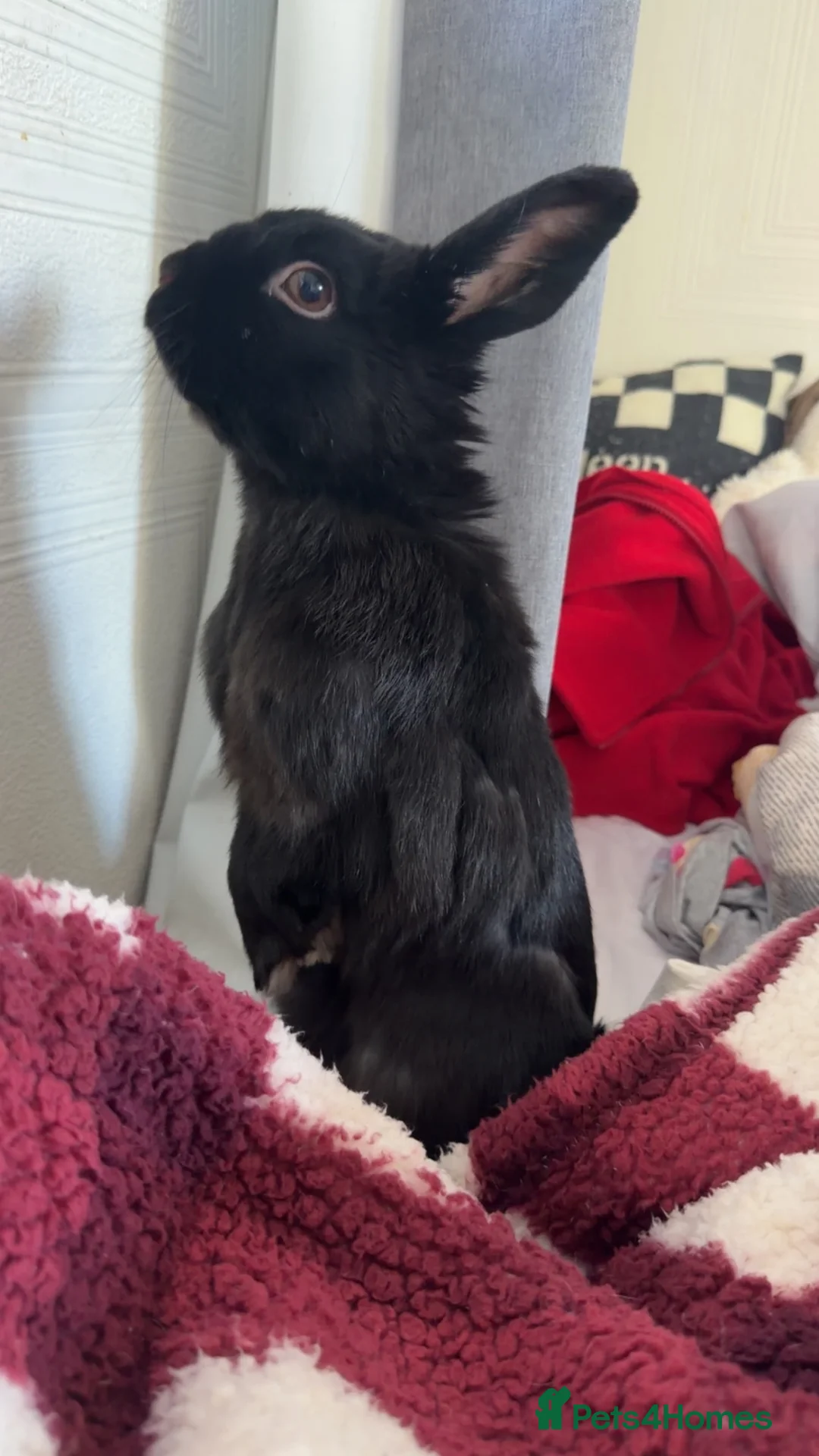 Rex rabbits for sale: Rabbit mini Rex looking for home urgent  - Advert 2