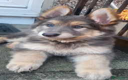 German Shepherd dogs for sale: German Shepherds by Shawhhead Shepherds  - Image 10