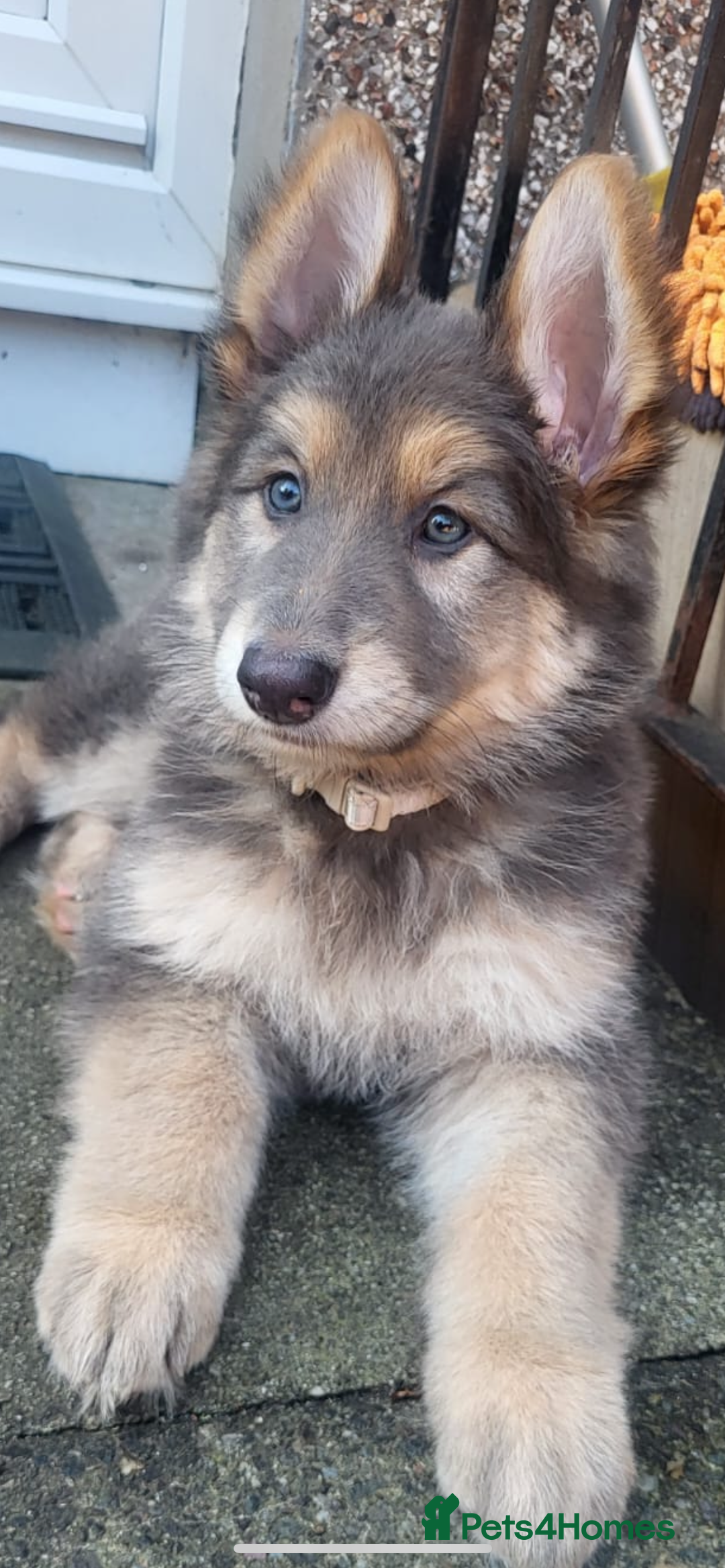 German Shepherd dogs for sale: German Shepherds by Shawhhead Shepherds  - Image 10