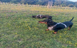 Mixed Breed dogs for sale: Miniature dachshund x cocker spaniel  - Image 3