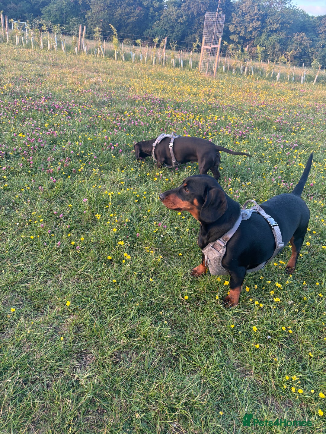 Mixed Breed dogs for sale: Miniature dachshund x cocker spaniel  - Image 3