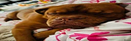 Dogue De Bordeaux dogs for sale: Beautiful boy - Advert 4
