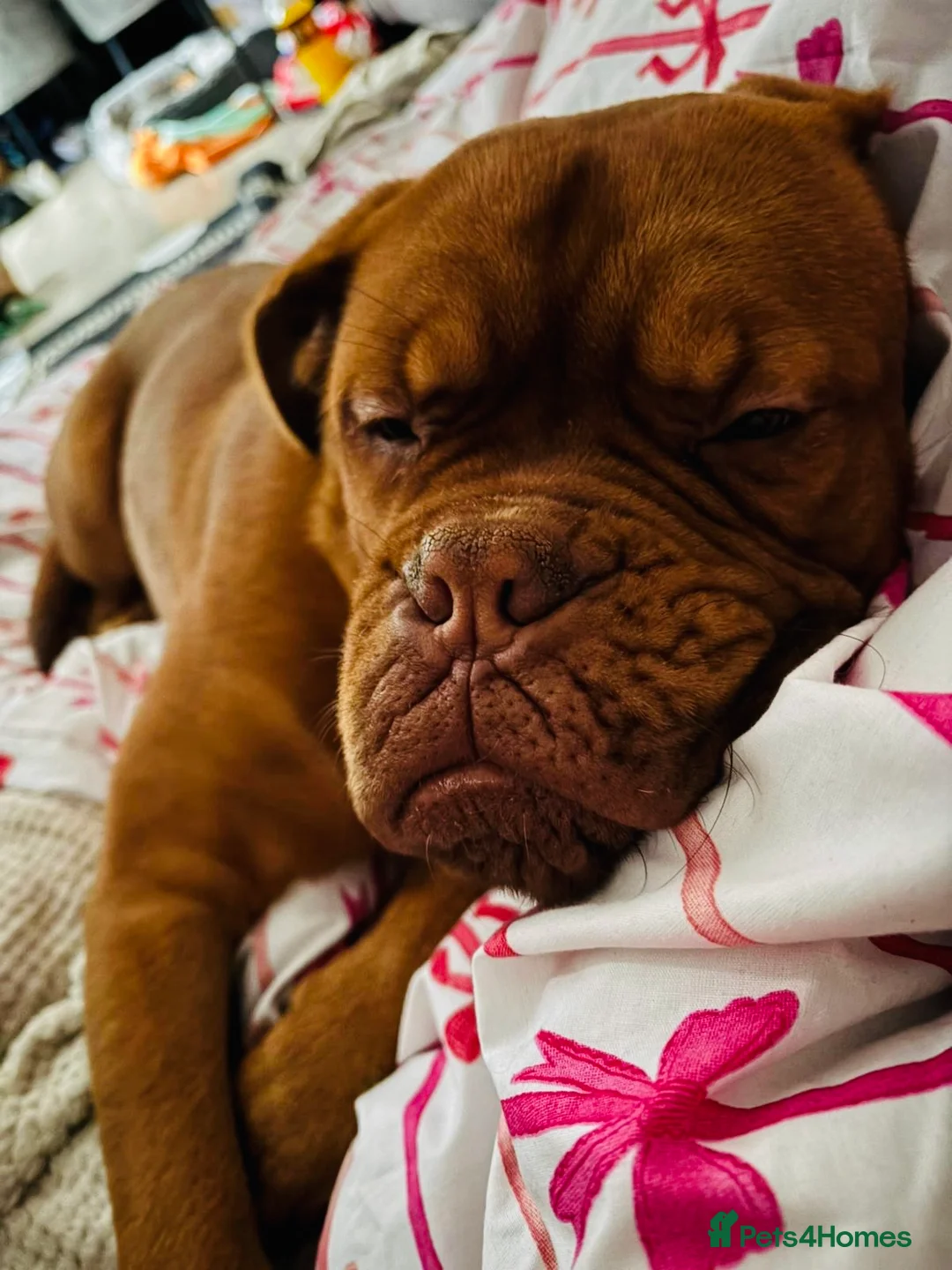 Dogue De Bordeaux dogs for sale: Beautiful boy - Advert 4