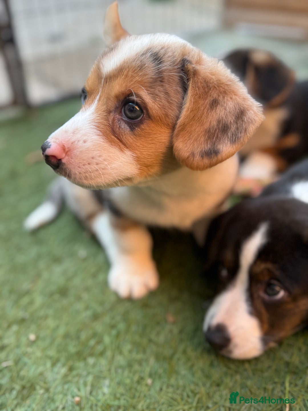 Welsh Corgi Cardigan dogs for sale: Welsh Cardigan Corgis Puppies - Image 6