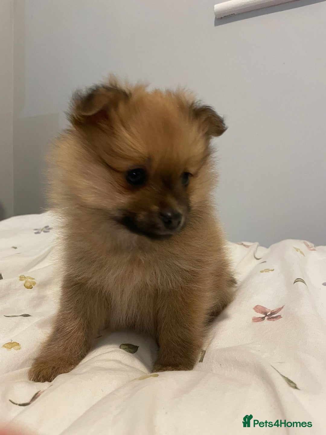 Pomeranian dogs for sale: Pomeranian puppies for sale - Advert 9