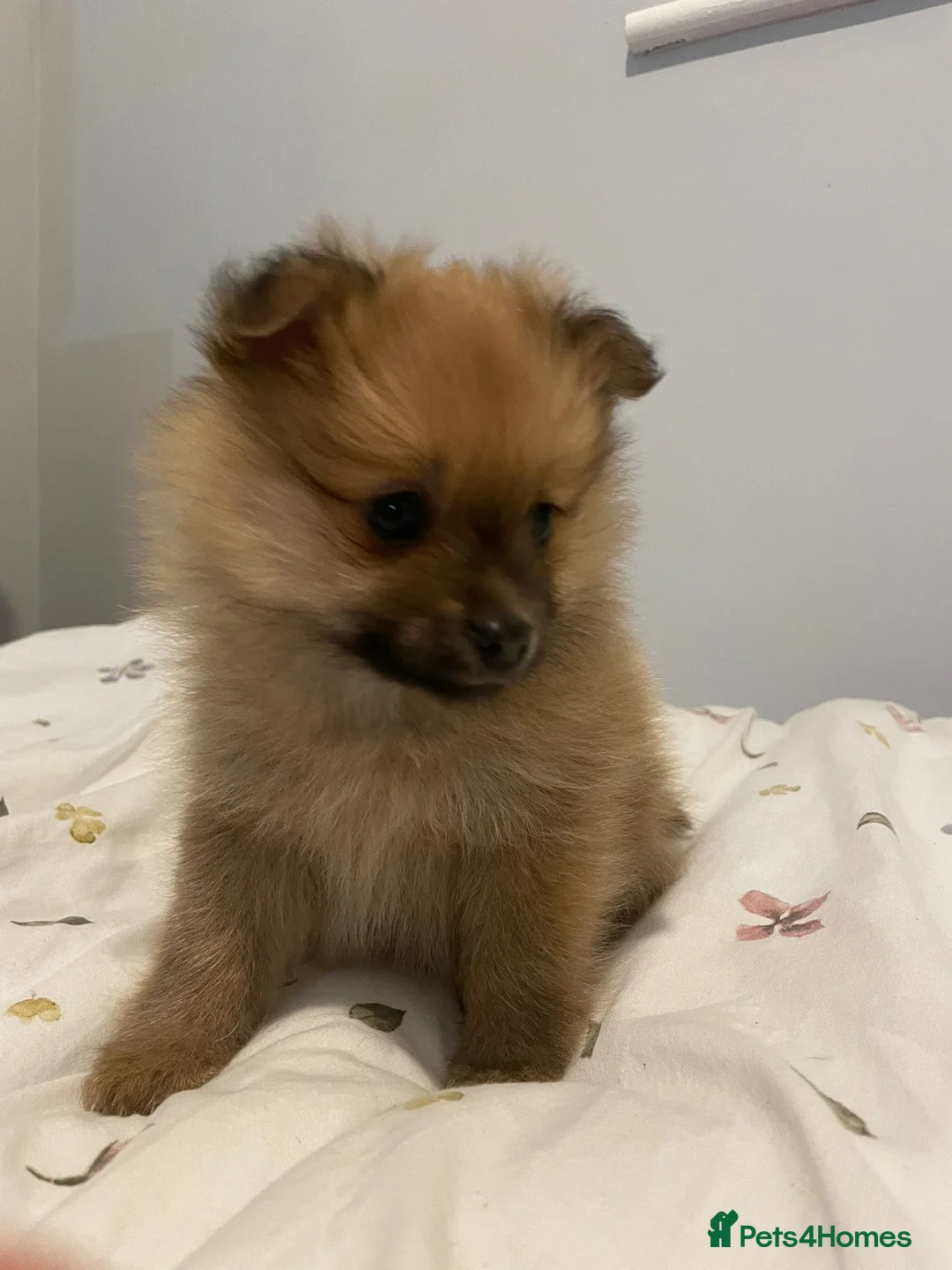 Pomeranian dogs for sale: Two male Pomeranian puppies for sale - Advert 26