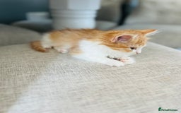 British Longhair cats for sale: British Long Hair Ginger Female  - Image 4