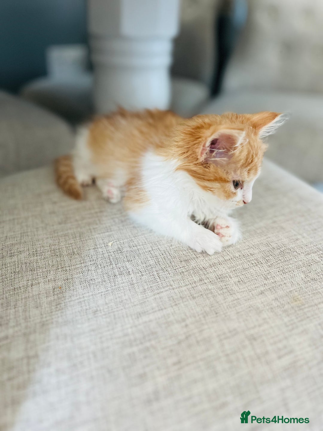 British Longhair cats for sale: British Long Hair Ginger Female  - Image 4