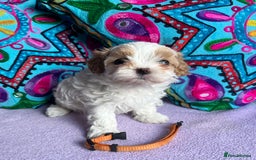 Maltipoo dogs for sale: Stunning Malticavapoo puppies NORTH STAFFORDSHIRE - Image 20