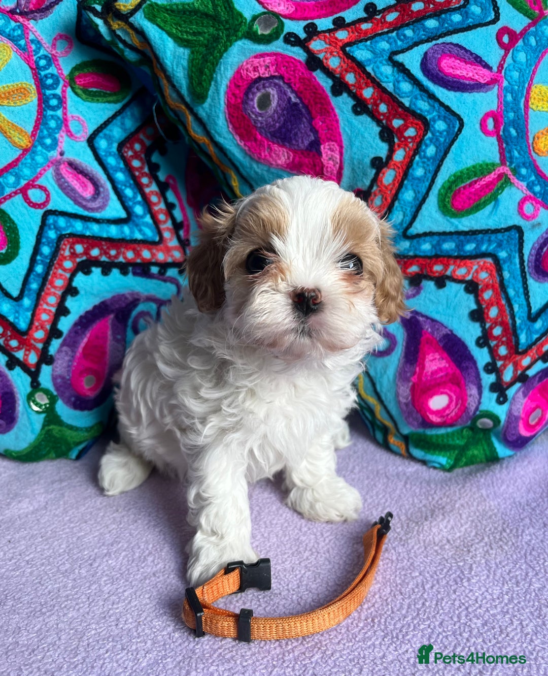 Maltipoo dogs for sale: Stunning Malticavapoo puppies NORTH STAFFORDSHIRE - Image 20
