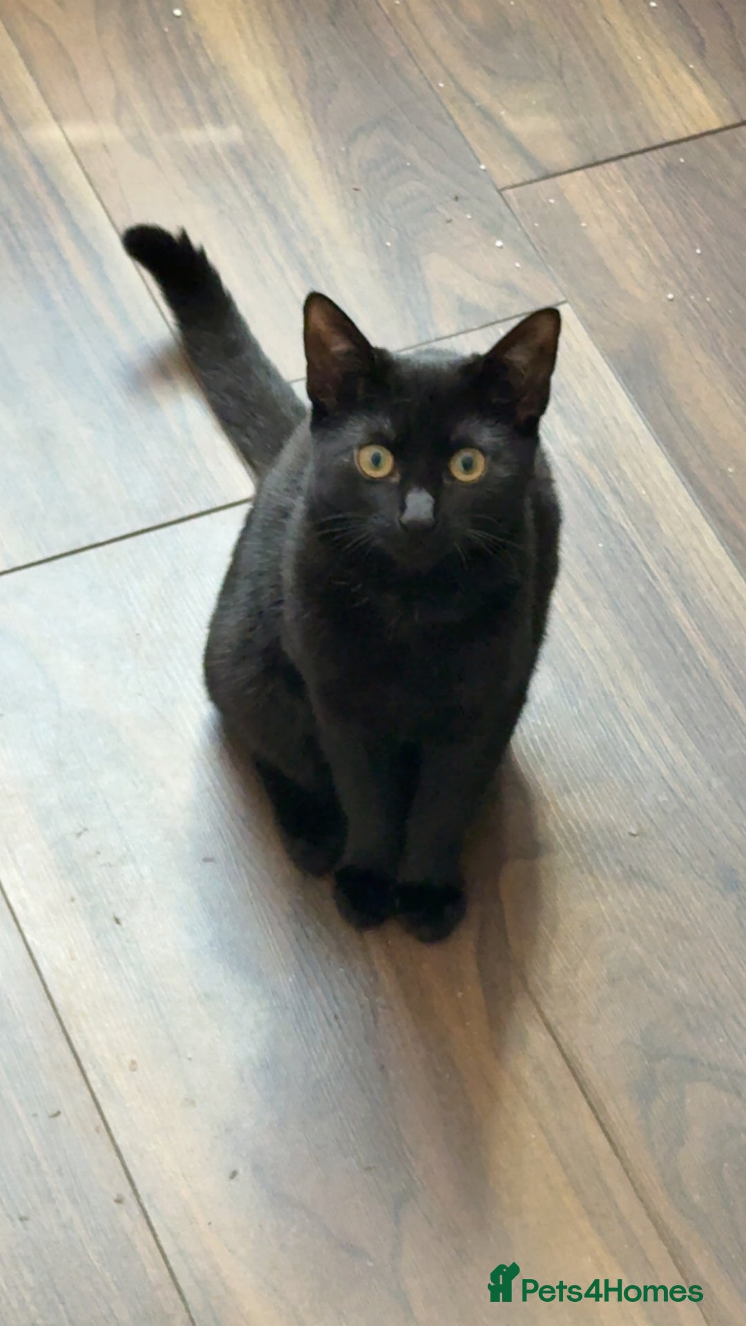 Mixed Breed cats for sale: Two female kittens for sale- black and calico  - Advert 14