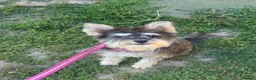 Miniature Schnauzer dogs for sale: KC REG 8 month old girl not 11 months  - Advert 2