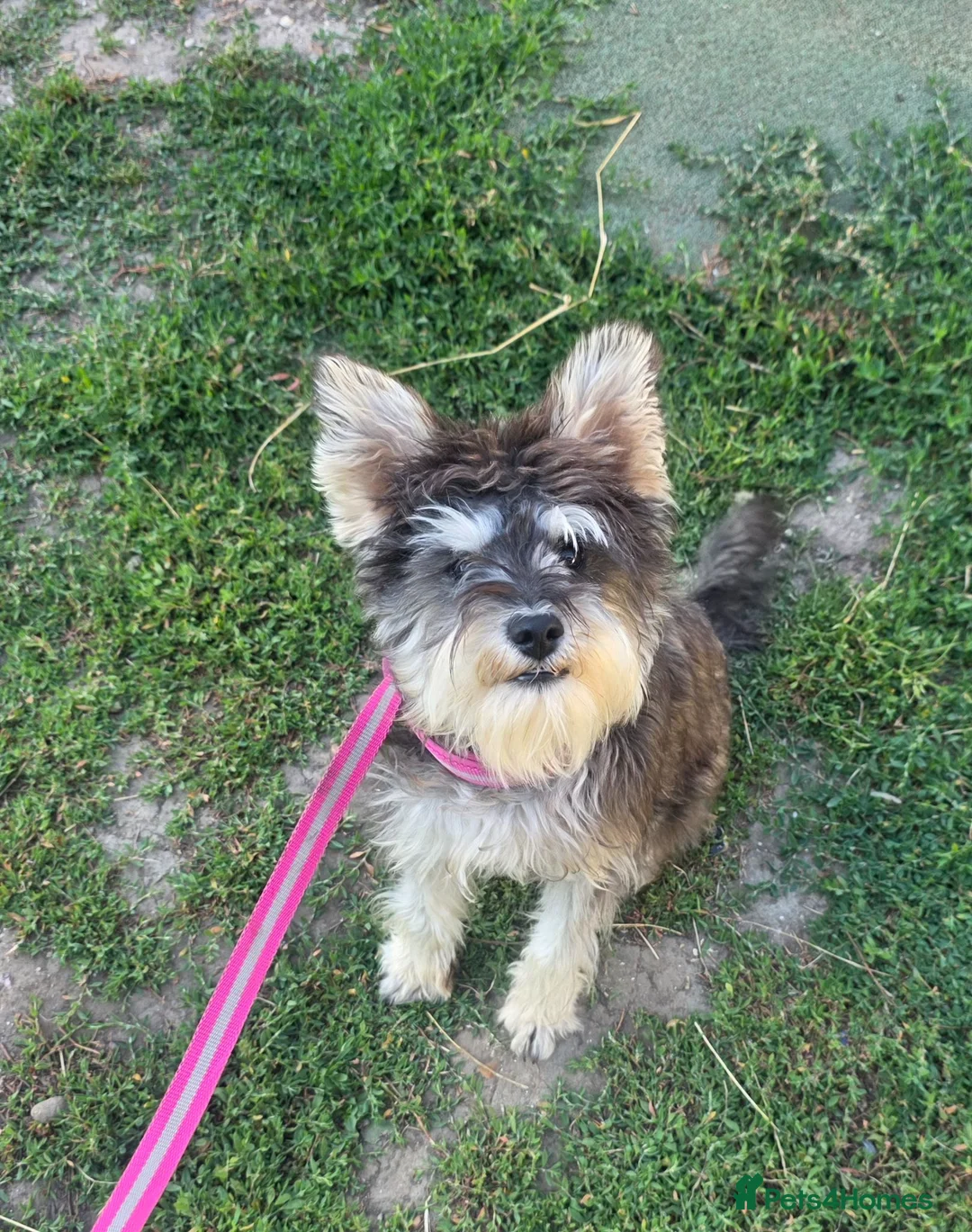 Miniature Schnauzer dogs for sale: KC REG 8 month old girl not 11 months  - Advert 2