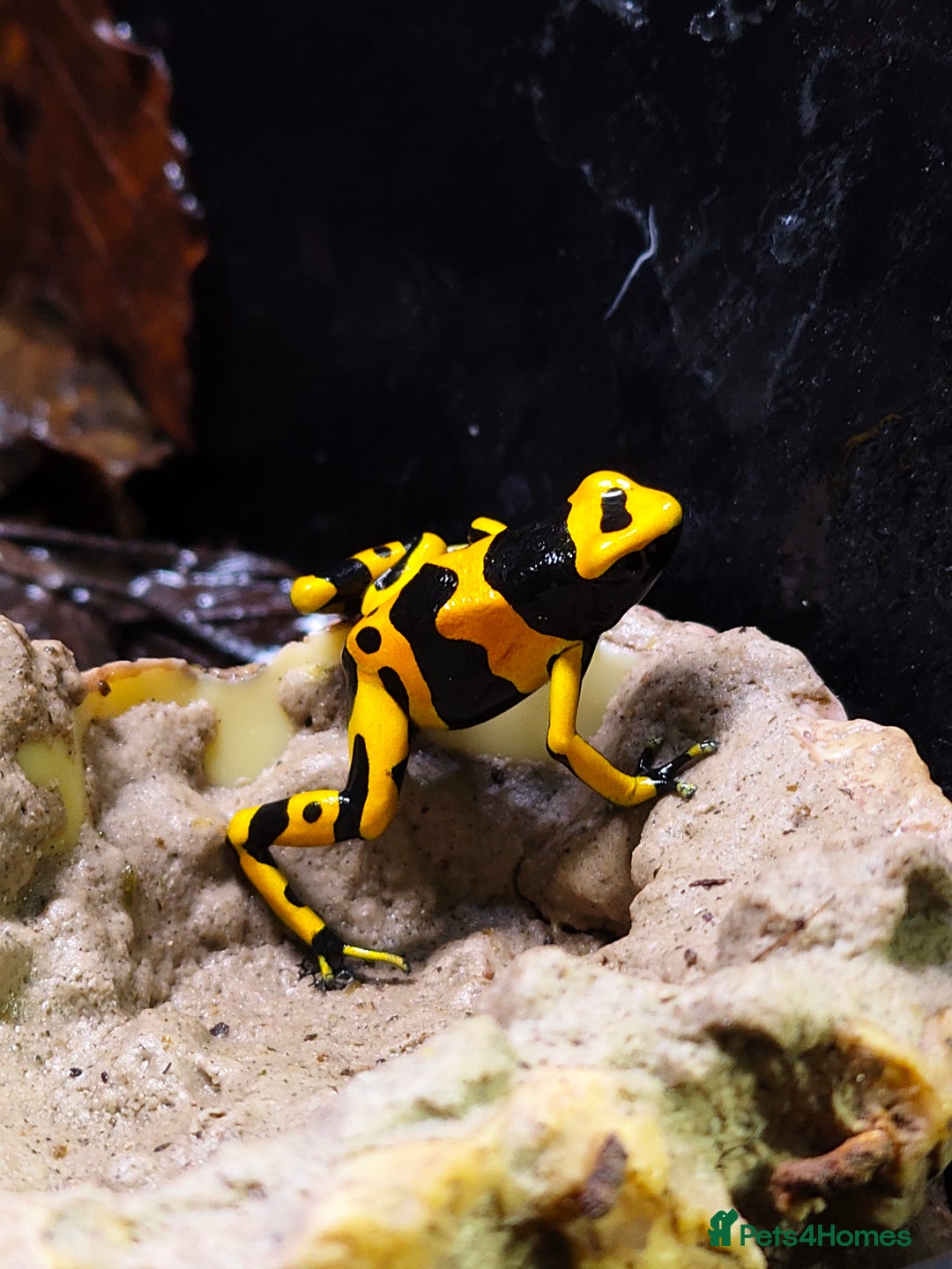 Frog reptiles for sale: Leucomelas Dart Froglets - Advert 2