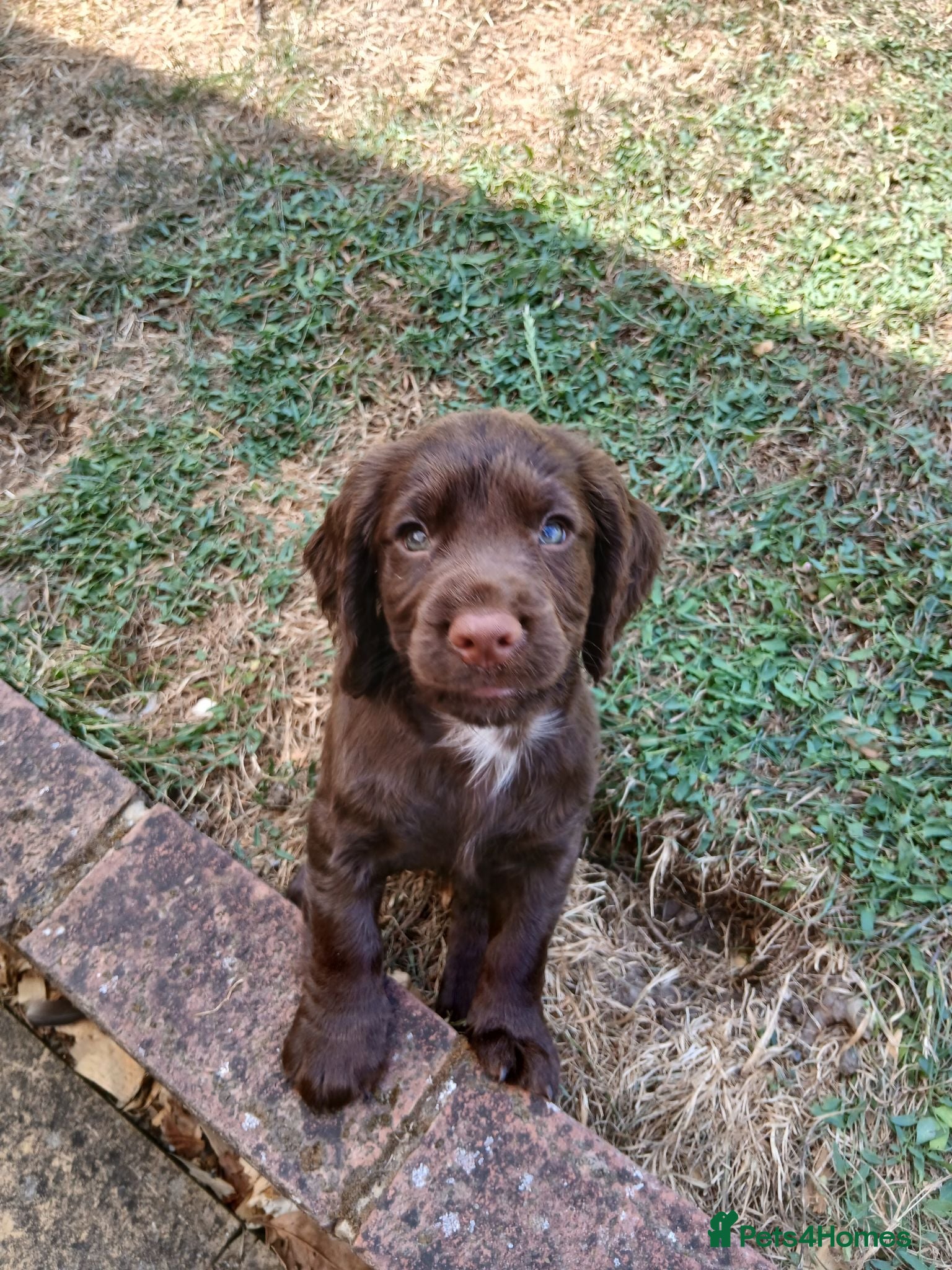 Cocker Spaniel dogs Cocker Spaniel Puppies - Advert 11