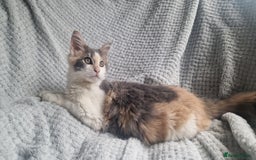 Maine Coon cats for sale: Adorable Maine Coon Kittens for Sale - Image 3