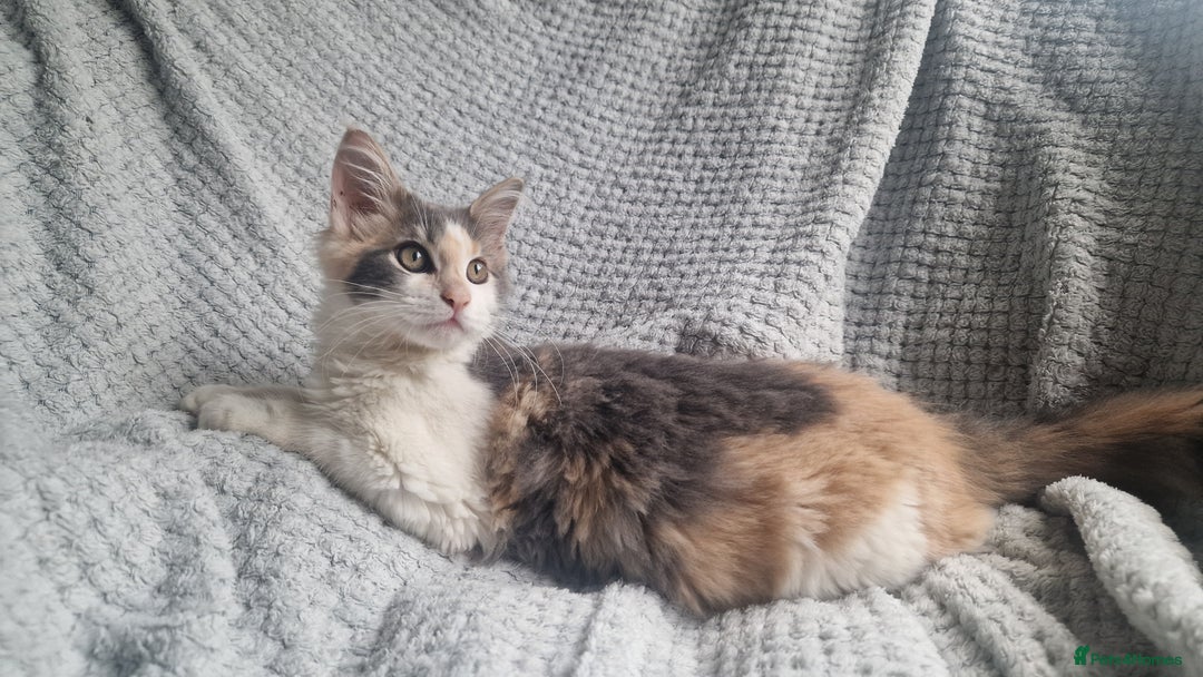 Maine Coon cats for sale: Adorable Maine Coon Kittens for Sale - Image 3