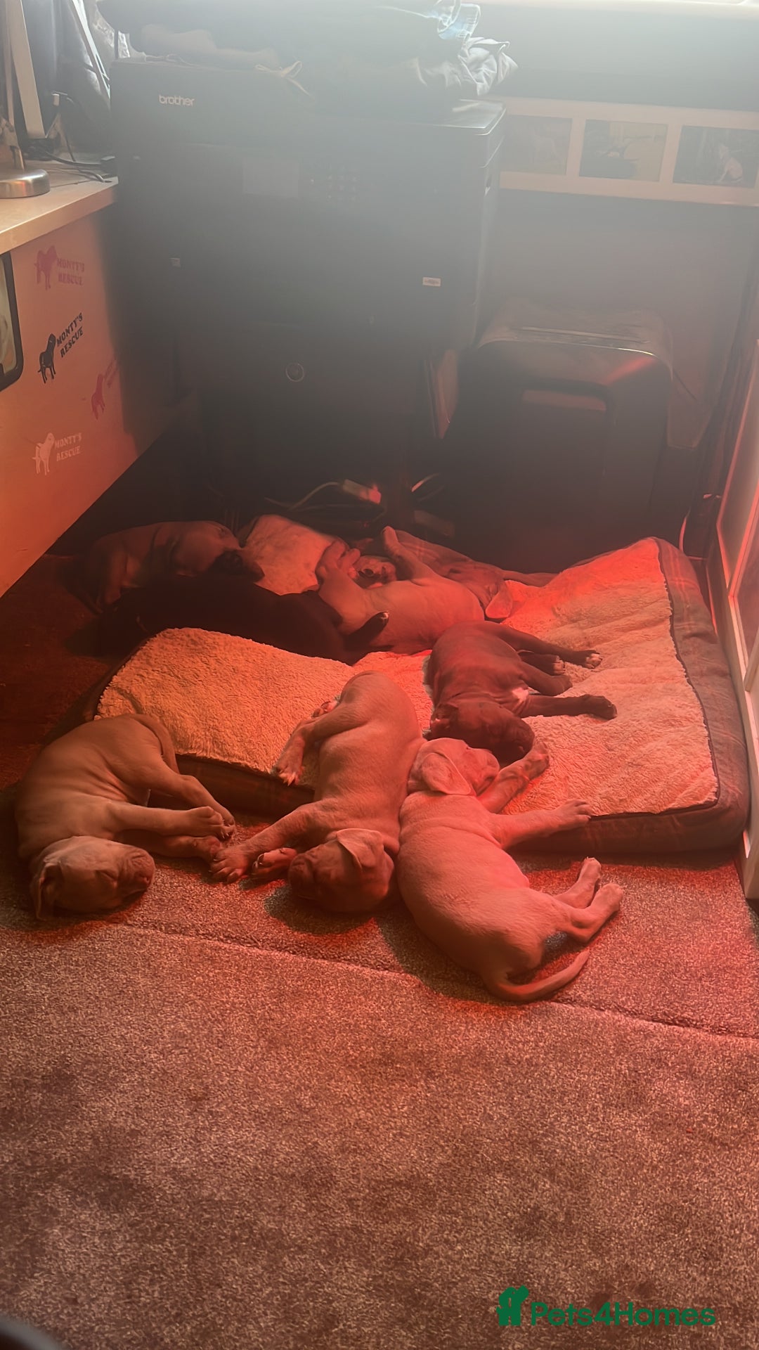 Cane Corso dogs for sale: Exceptional litter, Italian Cane Corsos, ICCF Peds - Image 21