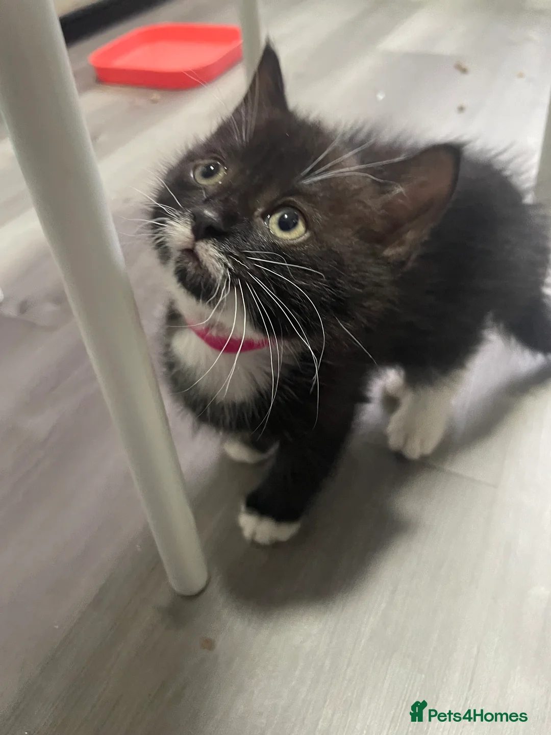 Mixed Breed cats for sale: Mixed litter female and male  - Advert 1